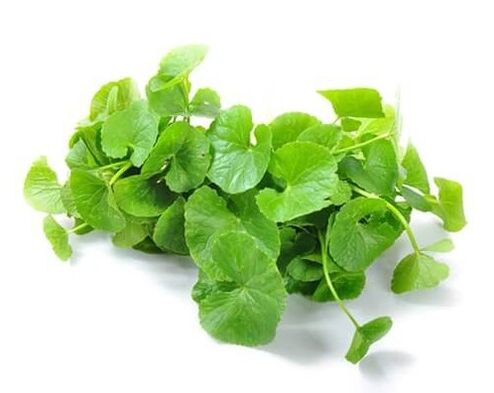 Predstonorm enthält Gotu Kola (Centella asiatica)